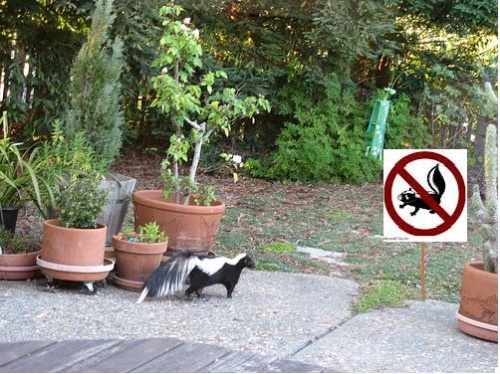 Skunks